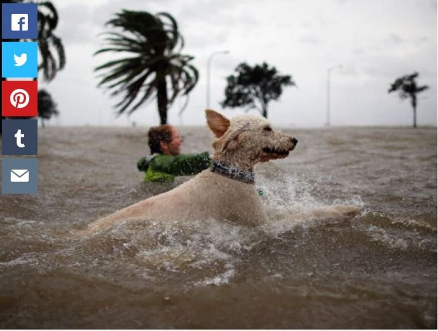 Questione di prospettiva: una vita da cani giganti