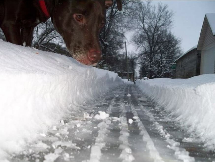 Questione di prospettiva: una vita da cani giganti