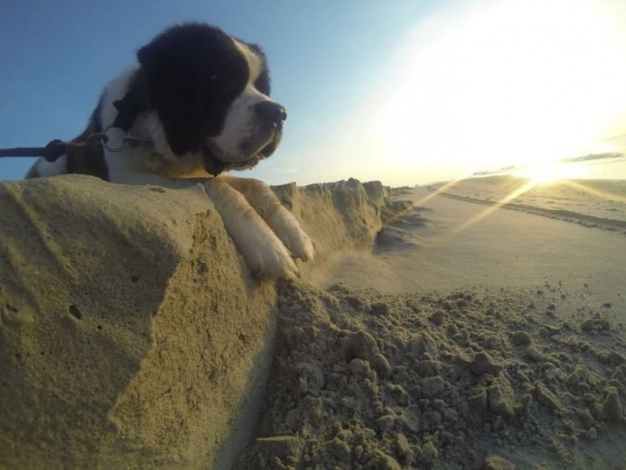 Questione di prospettiva: una vita da cani giganti