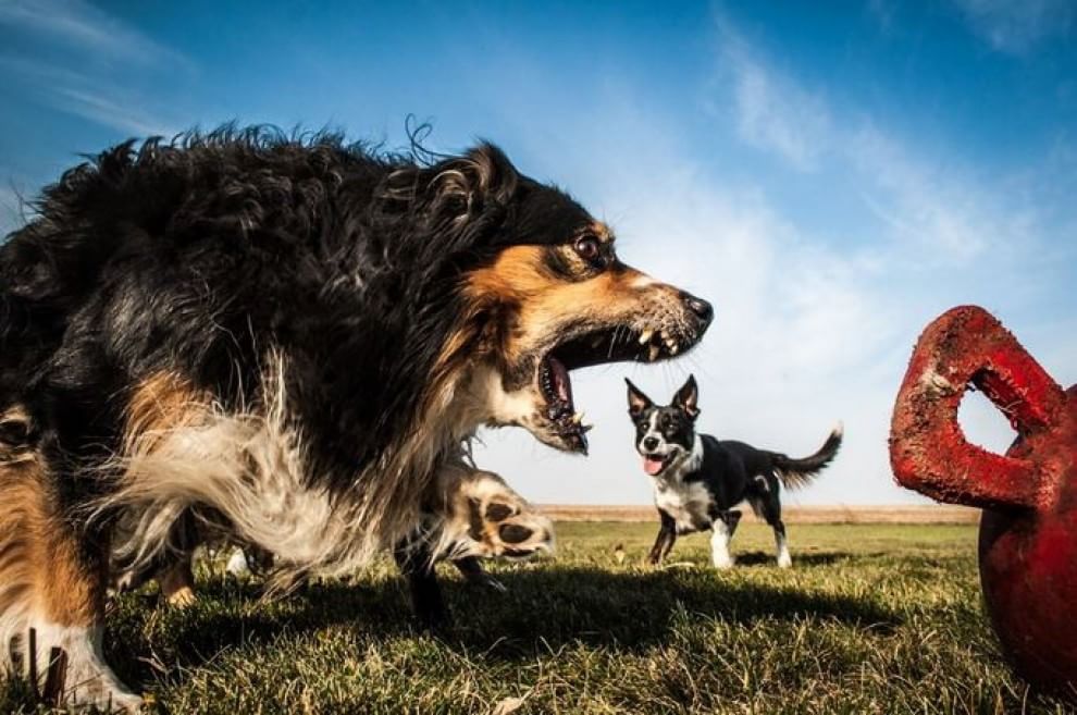 Questione di prospettiva: una vita da cani giganti
