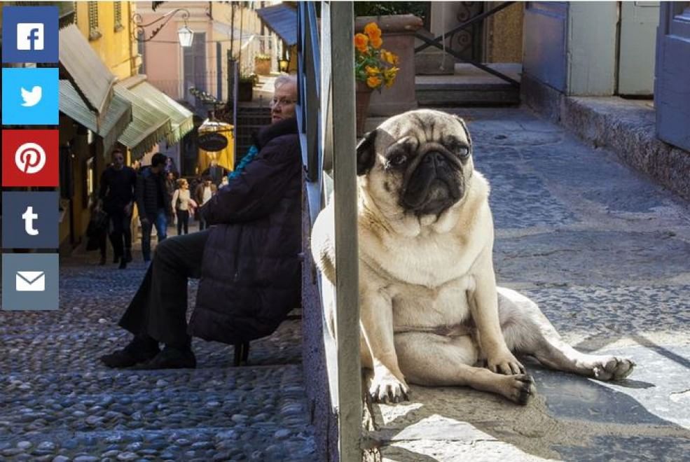 Questione di prospettiva: una vita da cani giganti
