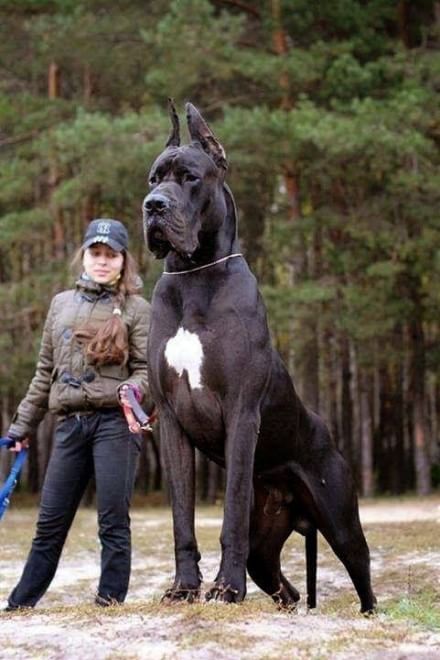 Questione di prospettiva: una vita da cani giganti