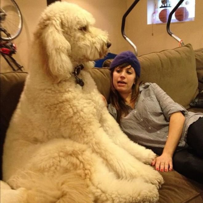 Questione di prospettiva: una vita da cani giganti