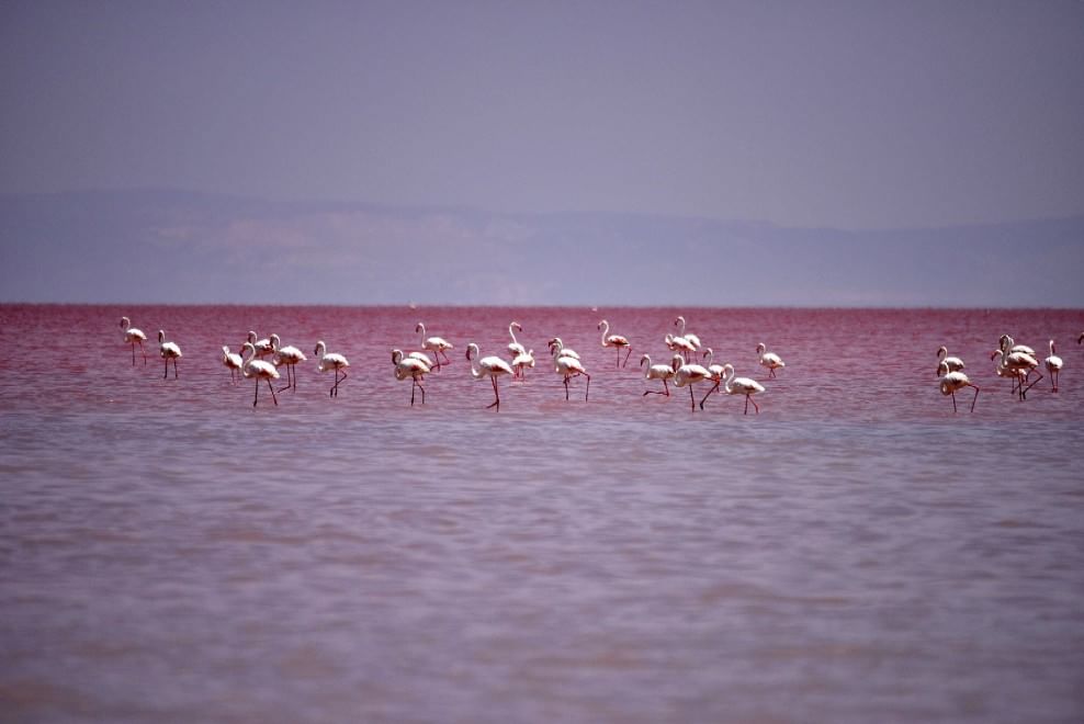 Turchia, il lago salato si tinge di rosso 