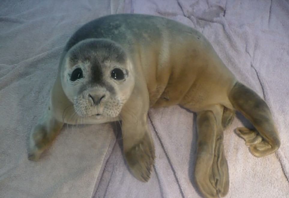 Gb, cucciolo di foca smarrito nel fango: salvato dalle mucche 