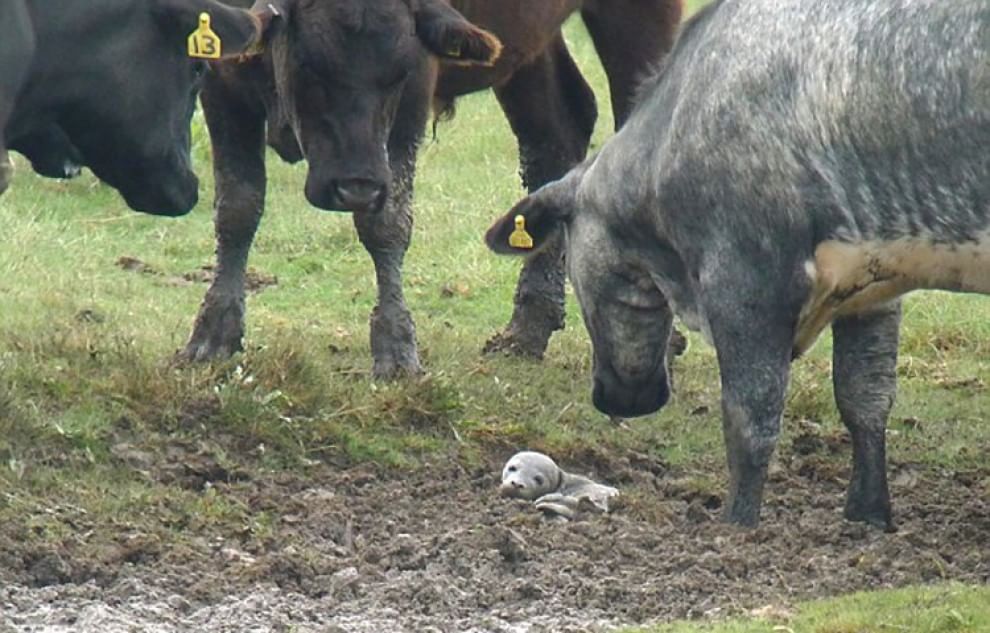 Gb, cucciolo di foca smarrito nel fango: salvato dalle mucche 