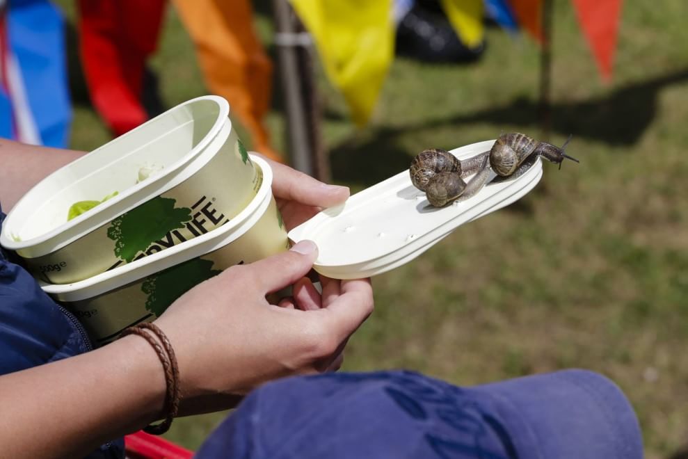 Corsa delle lumache, in Inghilterra il campionato mondiale