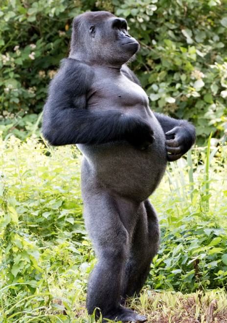 Gb Il Gorilla Si Gratta La Pancia Gli Scatti Del Custode indiscreto Gb Il Gorilla Si Gratta La Pancia Gli Scatti Del Custode indiscreto