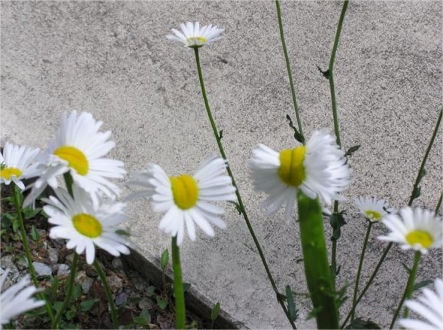 Fukushima, margherite "mutanti" a 100 km dalla centrale