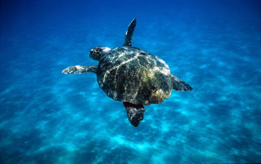 Aree marine protette, sei buoni motivi per tutelarle