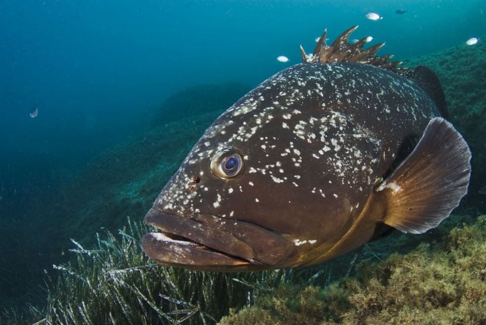 Aree marine protette, sei buoni motivi per tutelarle
