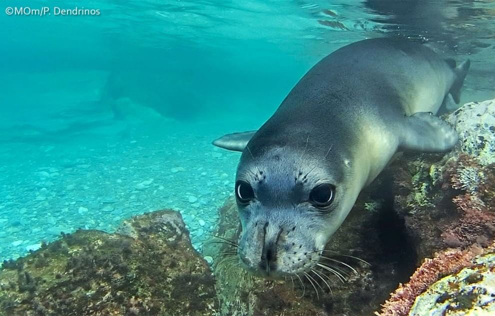 Aree marine protette, sei buoni motivi per tutelarle