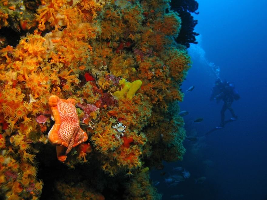 Aree marine protette, sei buoni motivi per tutelarle