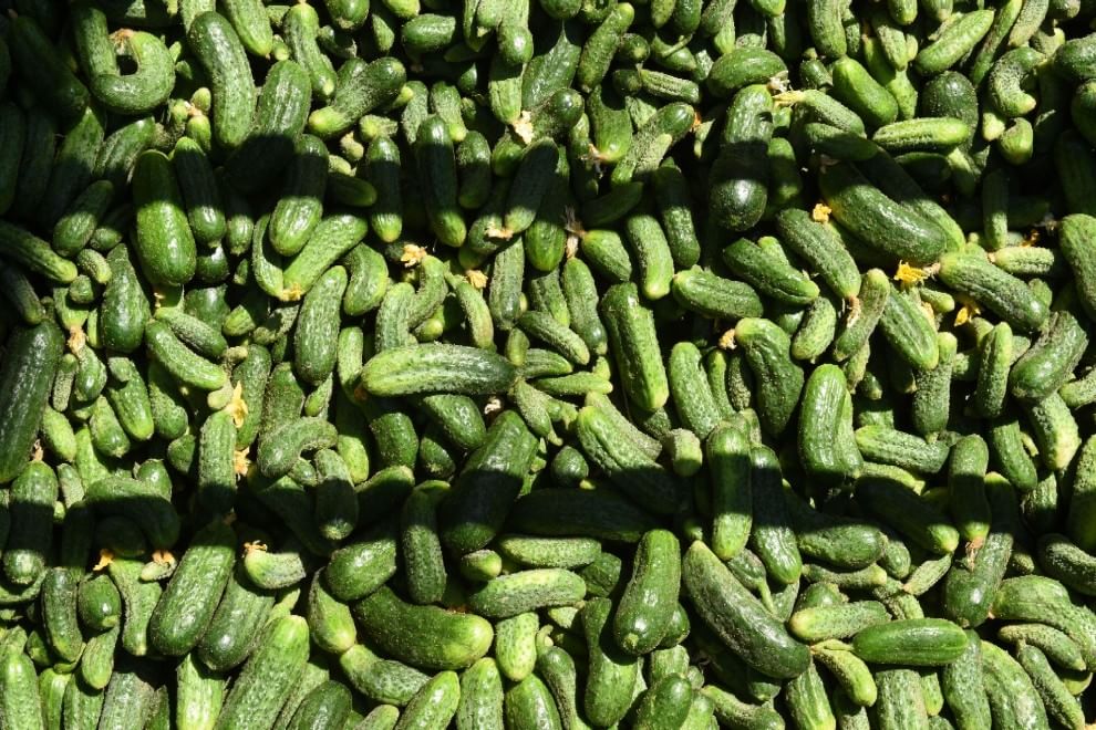 Dal miele alla curcuma, dieci alimenti da provare per prevenire le malattie
