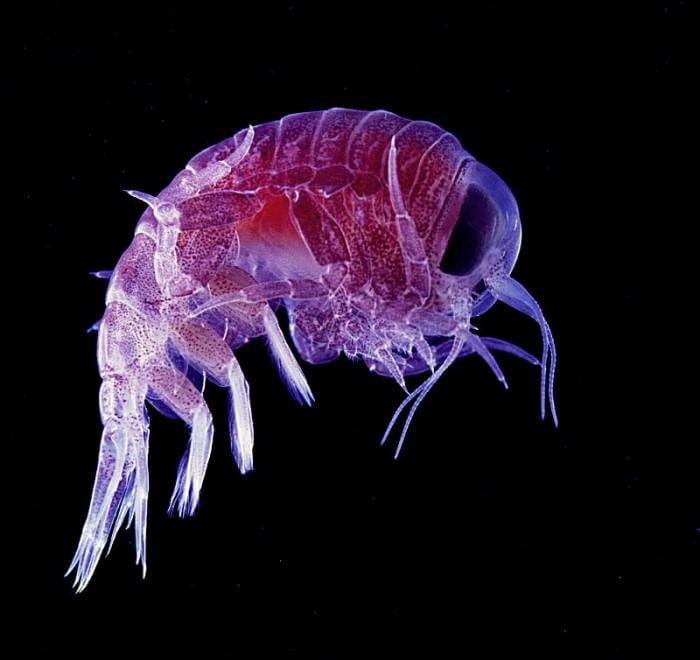 Quei "vagabondi" invisibili che popolano gli oceani