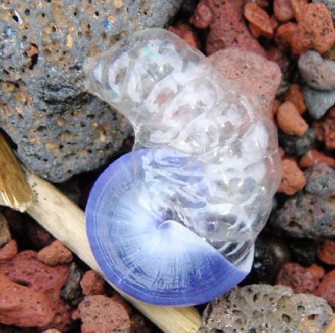 Quei "vagabondi" invisibili che popolano gli oceani