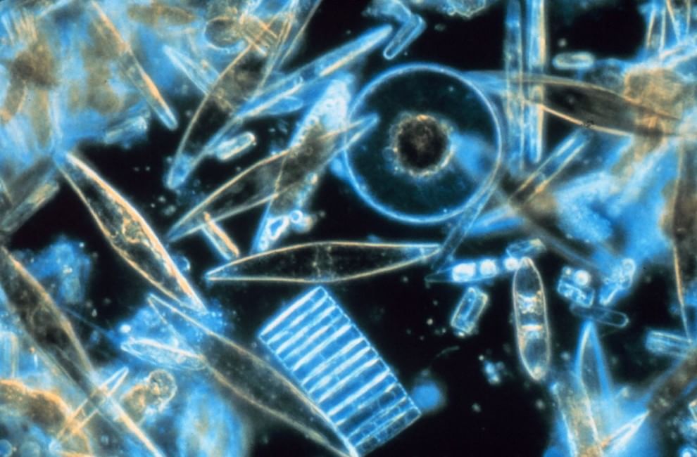 Quei "vagabondi" invisibili che popolano gli oceani