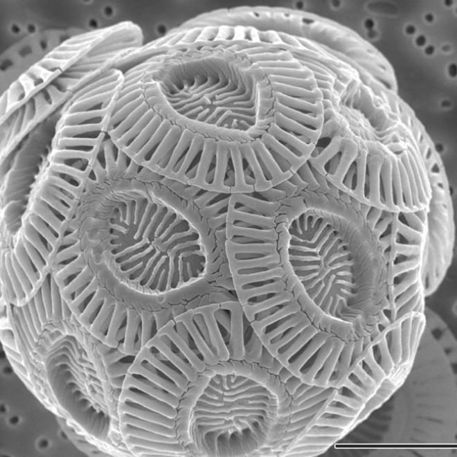 Quei "vagabondi" invisibili che popolano gli oceani