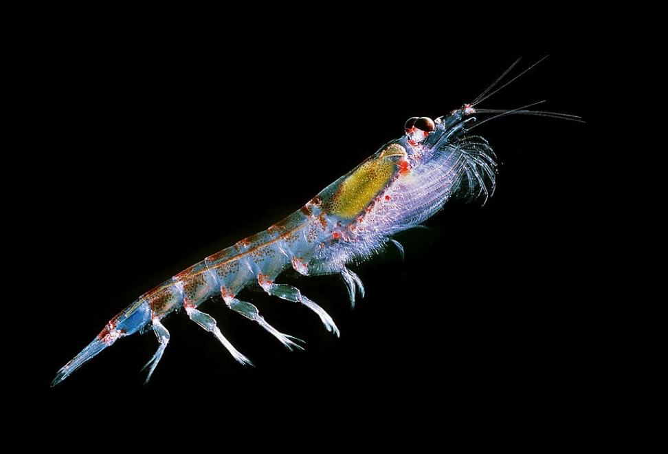 Quei "vagabondi" invisibili che popolano gli oceani