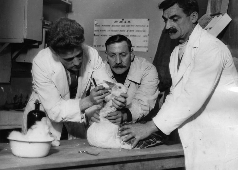 Veterinari, i migliori amici degli animali: le foto d'epoca