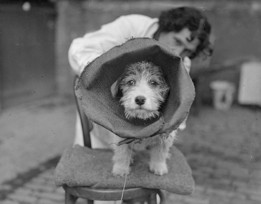 Veterinari, i migliori amici degli animali: le foto d'epoca