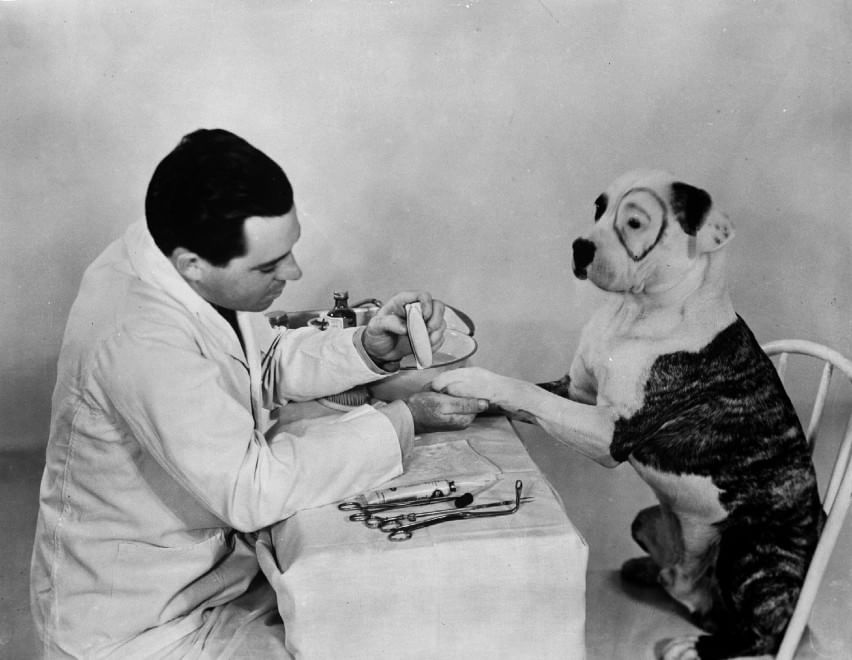 Veterinari, i migliori amici degli animali: le foto d'epoca