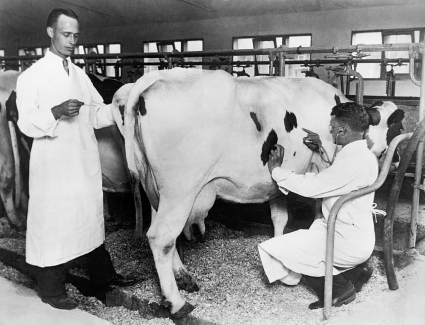 Veterinari, i migliori amici degli animali: le foto d'epoca