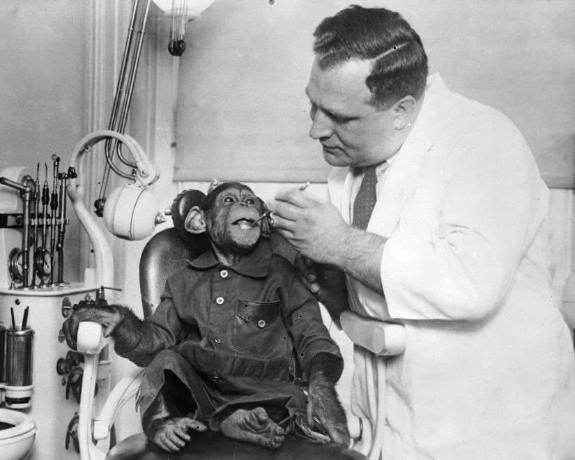 Veterinari, i migliori amici degli animali: le foto d'epoca