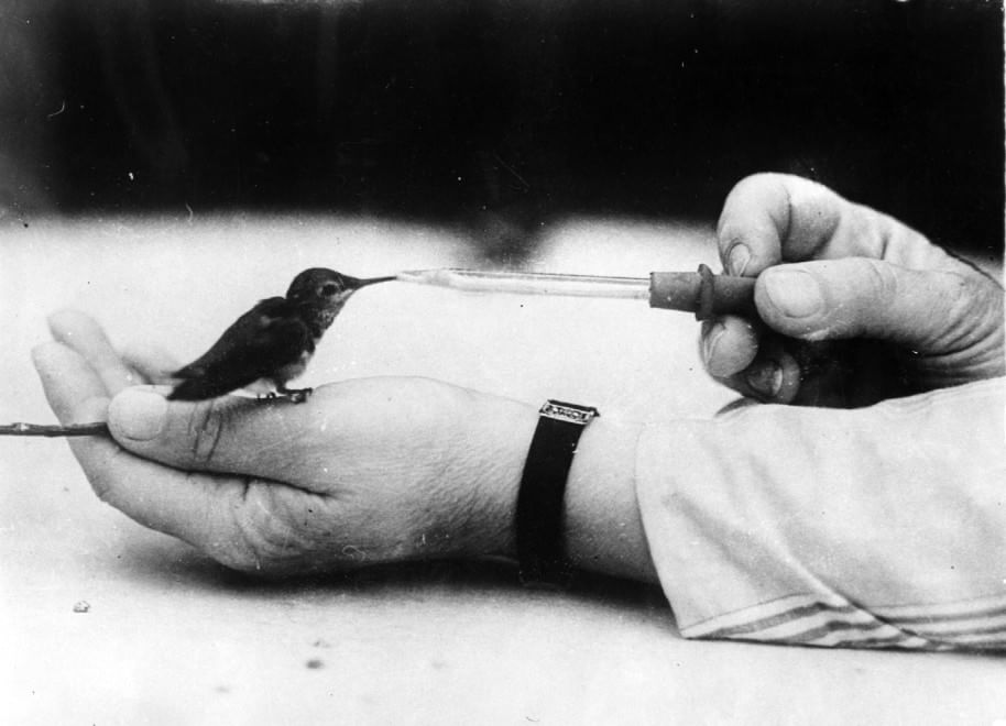 Veterinari, i migliori amici degli animali: le foto d'epoca