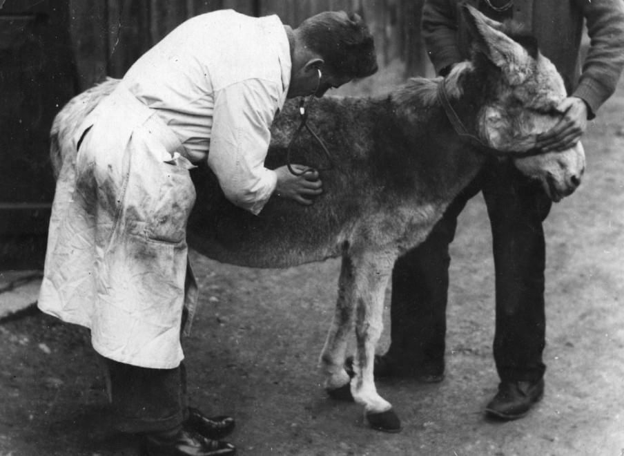 Veterinari, i migliori amici degli animali: le foto d'epoca