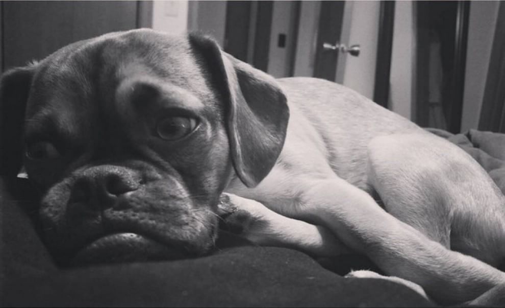 Earl, il cucciolo puggle imbronciato diventa virale
