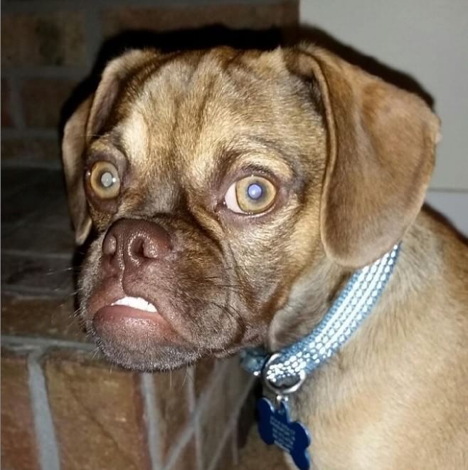  Earl, il cucciolo puggle imbronciato diventa virale
