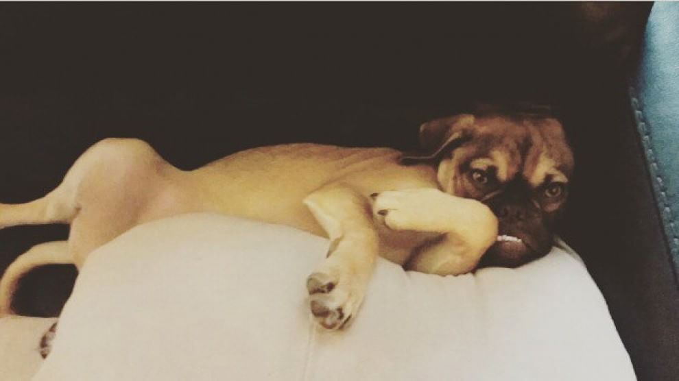  Earl, il cucciolo puggle imbronciato diventa virale