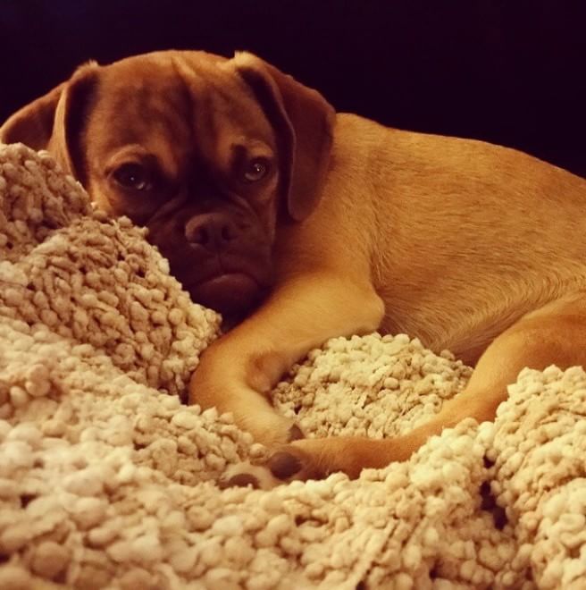  Earl, il cucciolo puggle imbronciato diventa virale
