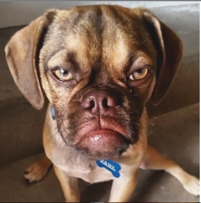  Earl, il cucciolo puggle imbronciato diventa virale