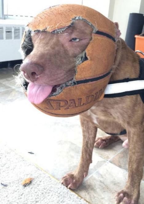 L'amore è incondizionato: il cane te lo dimostra così 