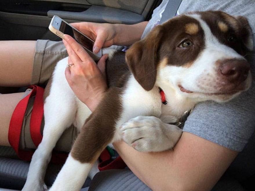 L'amore è incondizionato: il cane te lo dimostra così 