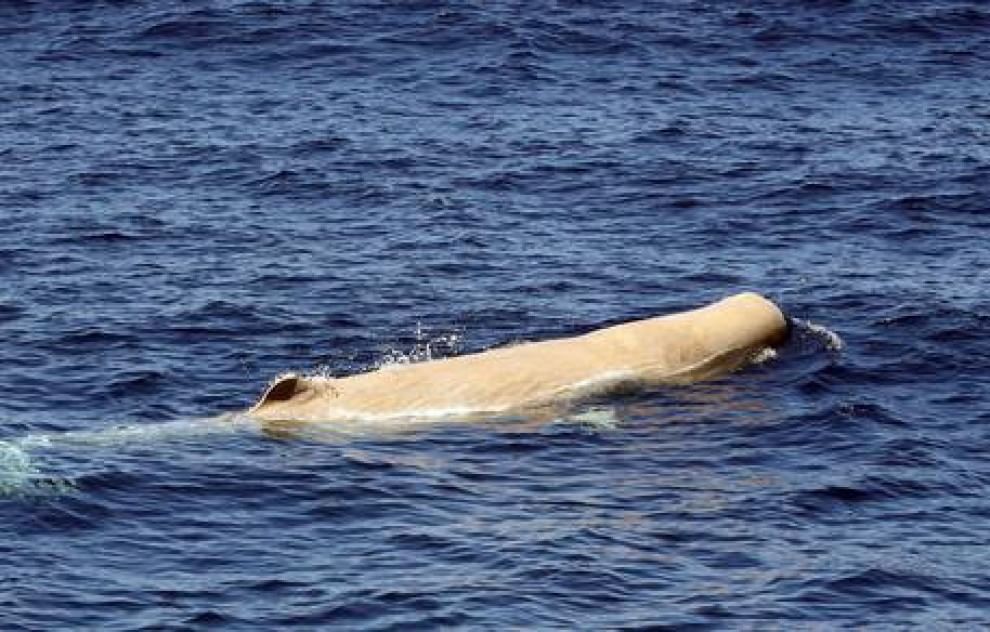 Torna Moby Dick, avvistato raro capodoglio albino al largo delle coste sarde