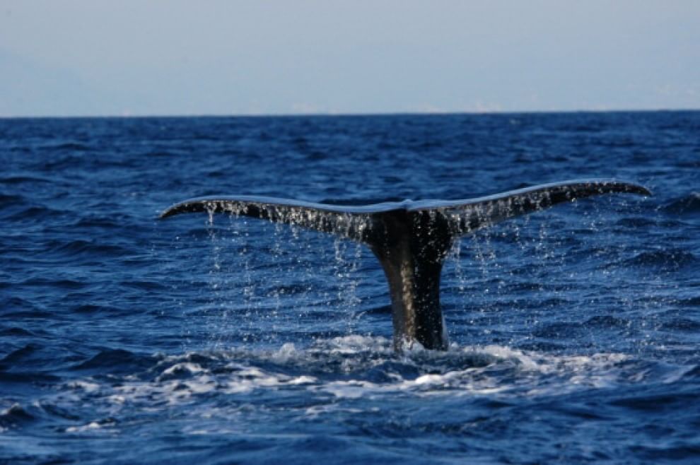 Torna Moby Dick, avvistato raro capodoglio albino al largo delle coste sarde