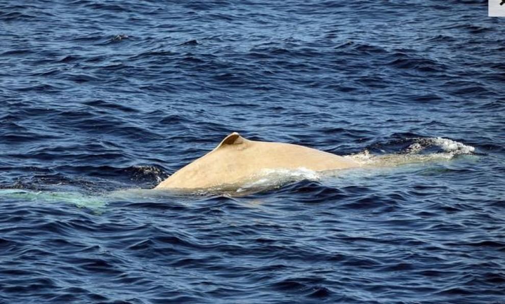 Torna Moby Dick, avvistato raro capodoglio albino al largo delle coste sarde