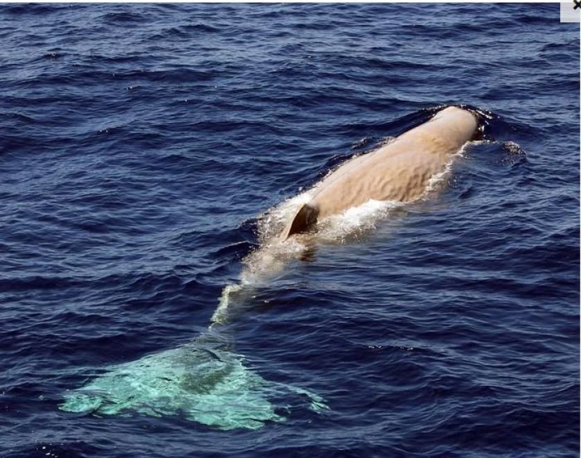 Torna Moby Dick, avvistato raro capodoglio albino al largo delle coste sarde