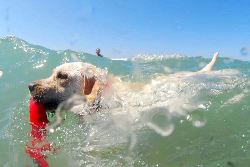 In vacanza con gli animali: le foto dei lettori / 1