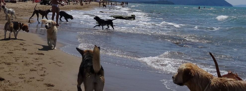 In vacanza con gli animali: le foto dei lettori / 1