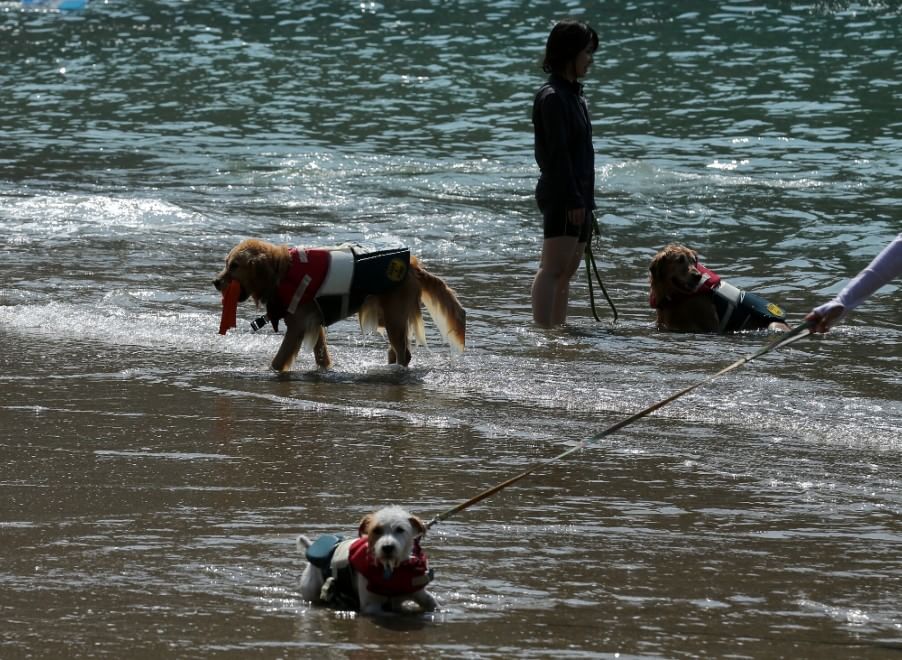 In vacanza con gli animali: le foto dei lettori / 1