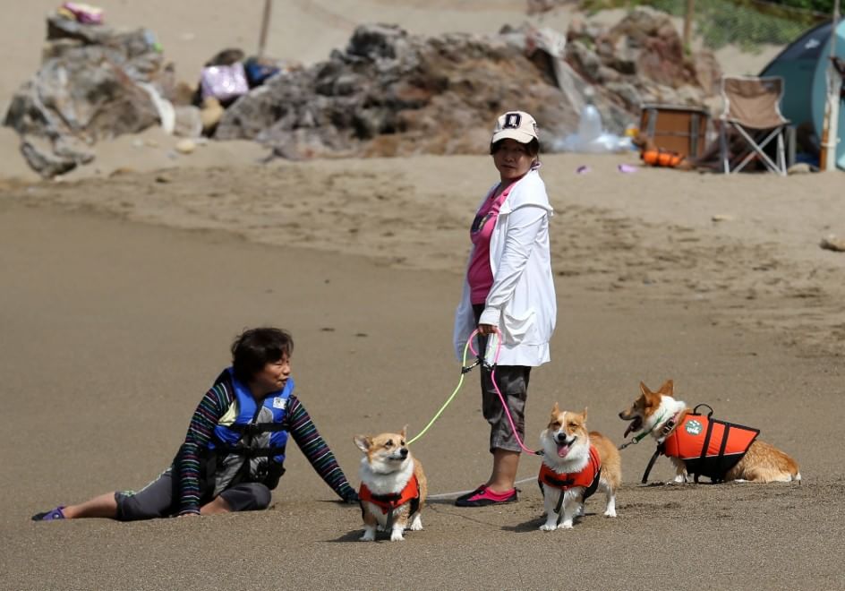 In vacanza con gli animali: le foto dei lettori / 1