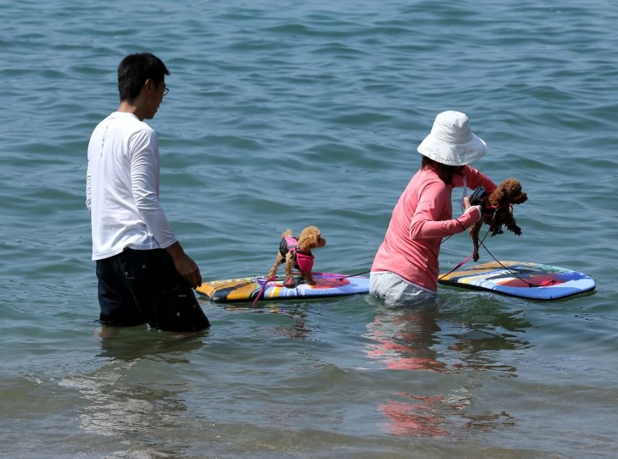 In vacanza con gli animali: le foto dei lettori / 1