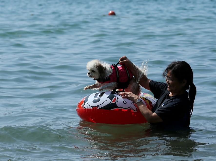 In vacanza con gli animali: le foto dei lettori / 1