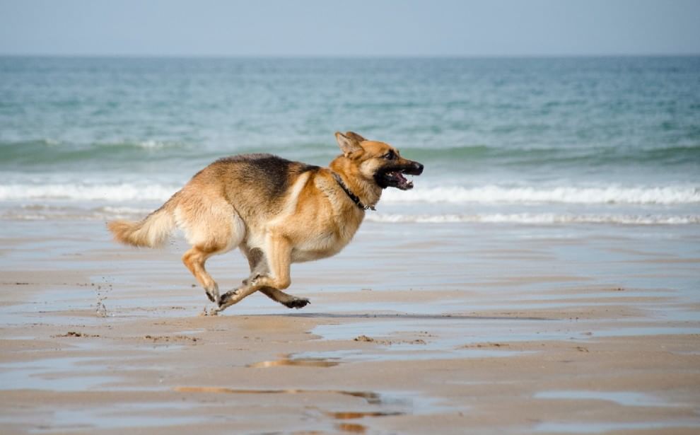 In vacanza con gli animali: le foto dei lettori / 1