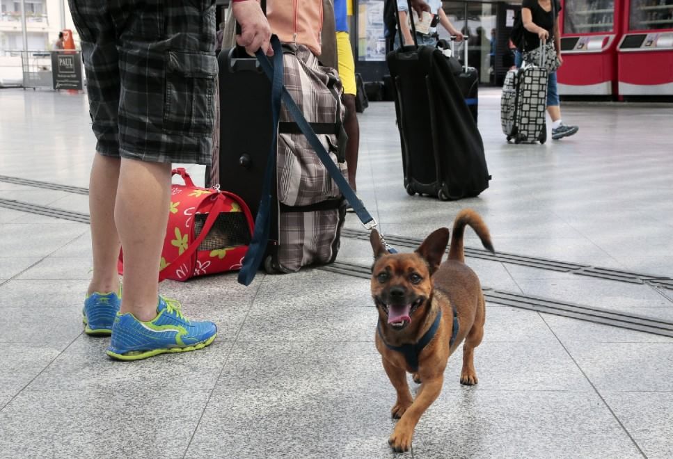 In vacanza con gli animali: le foto dei lettori / 1