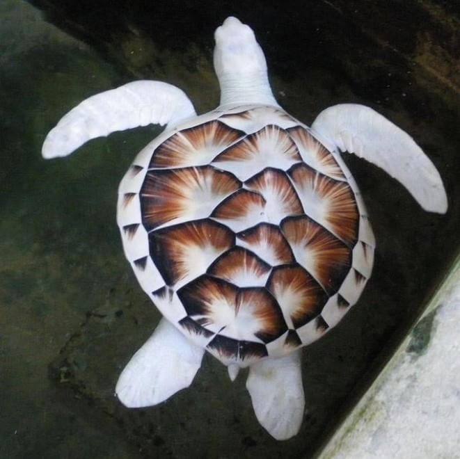 Quando la natura dimentica i colori: meravigliosi animali albini